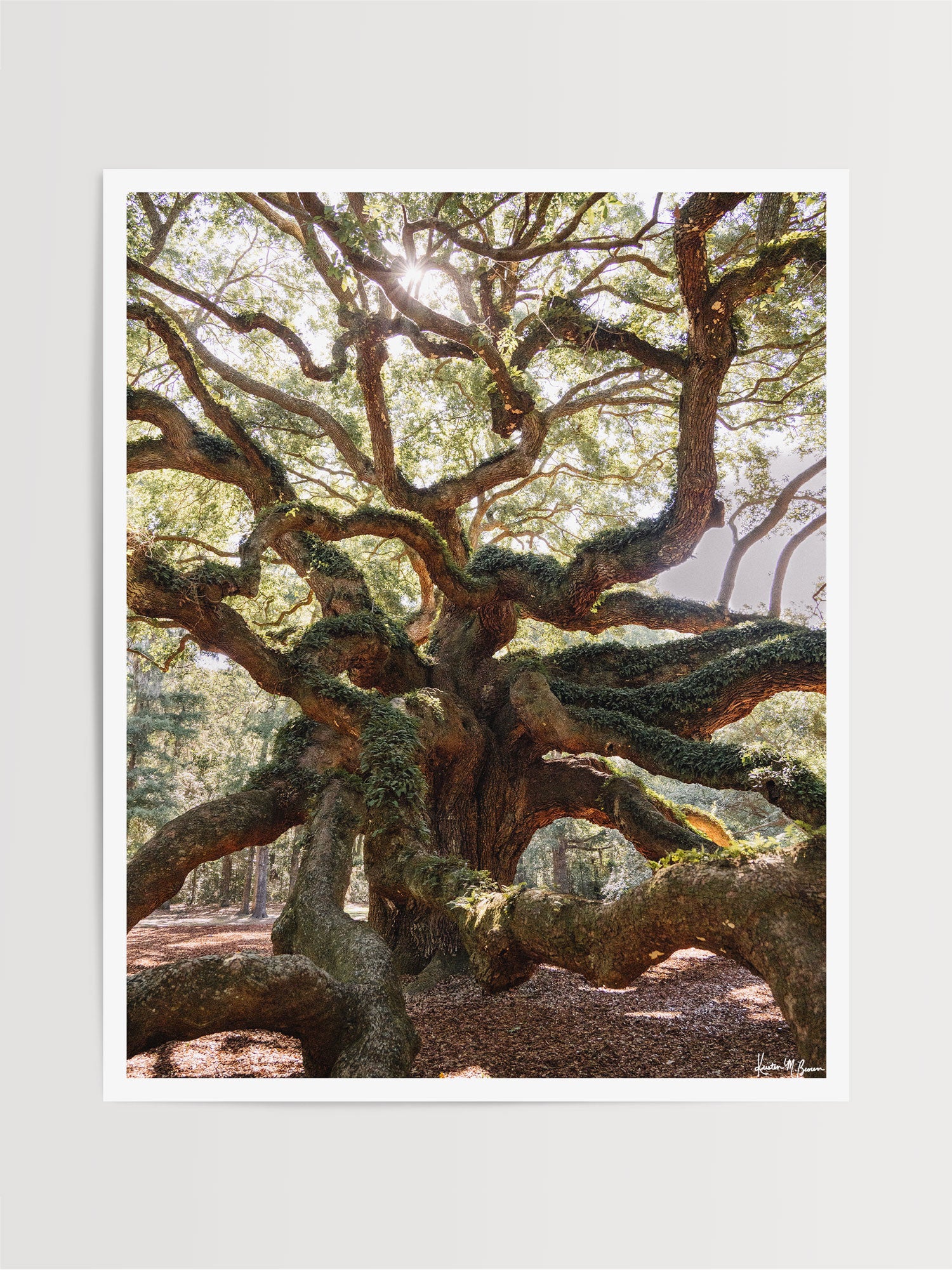 The Angel Oak's massive, serpentining branches reach across time itself - dipping down to embrace the earth before weaving back up into a dreamy canopy. Bring a part of the Angel Oak’s peace and legacy home with you with this dream photo print “Under the Angel Oak”. Angel Oak tree in John’s Island - Charleston, SC photo print by Kristen M. Brown of Samba to the Sea for The Sunset Shop.