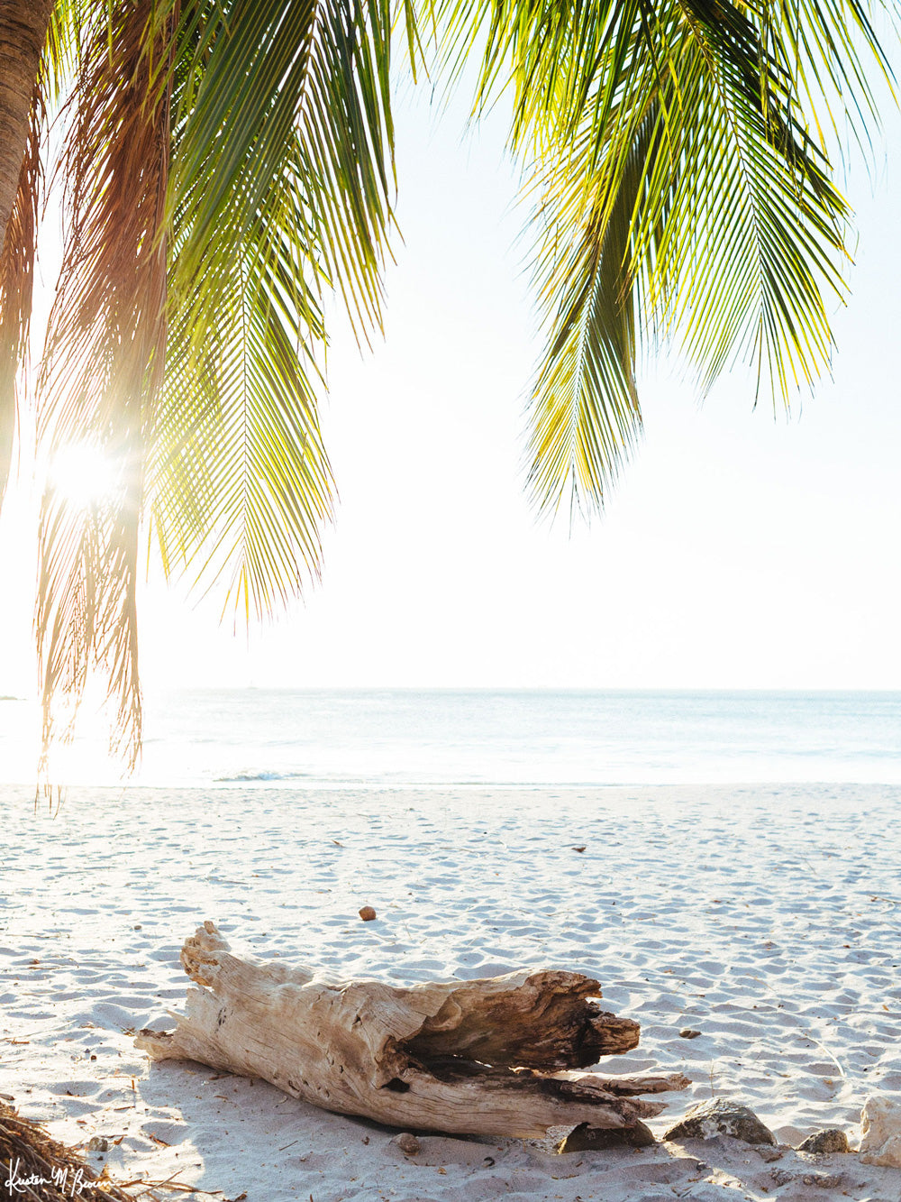 Beach palm trees and driftwood in Costa Rica. &quot;Via Paradise&quot; beach print at The Sunset Shop by Samba to the Sea.