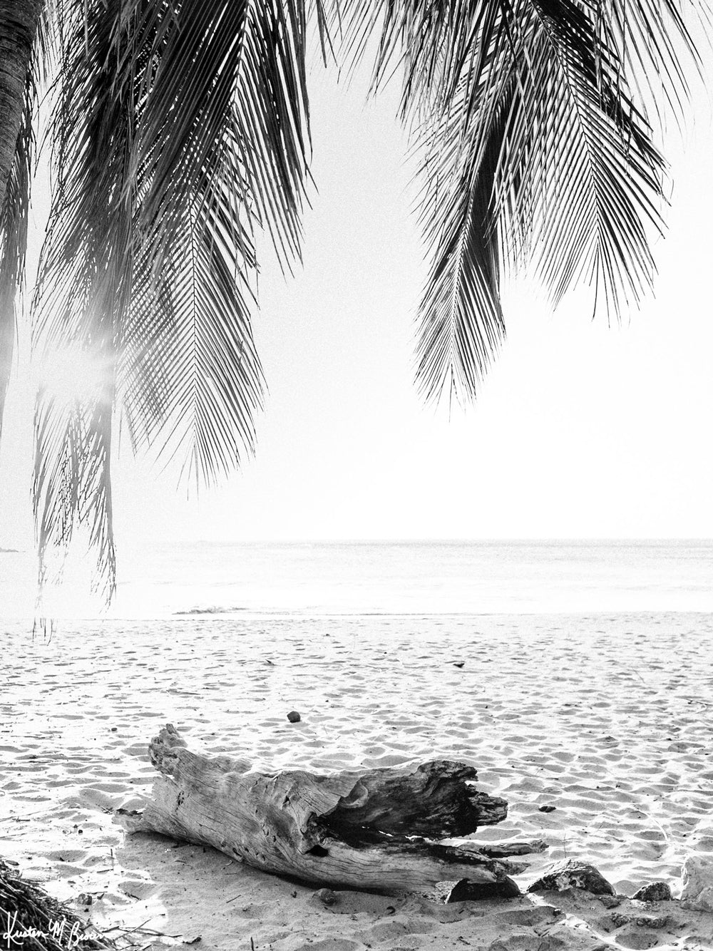 You can’t help but smell the ocean air and feel the warmth of the sun on your skin with one glance at this gorgeous driftwood log under a swaying palm trees at the beach in Costa Rica. Welcome back to your tropical paradise. &quot;Via Paradise&quot; black and white beach palm tree print by Samba to the Sea.