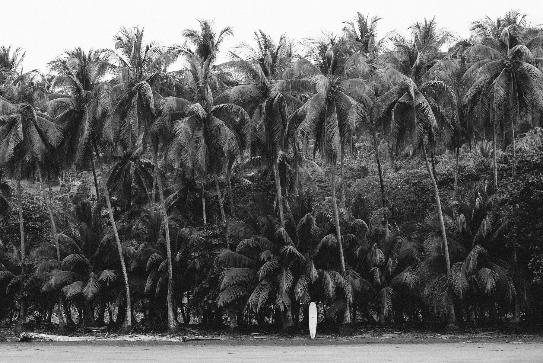 Fine art photography prints by Kristen M Brown. Black and white palm trees and surfboard photo print.