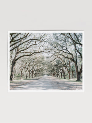 Dreamy Spanish Moss Oak Tree lined driveway at Wormsloe Plantation in Savannah, Georgia. Photographed by Kristen M. Brown, Samba to the Sea at The Sunset Shop.