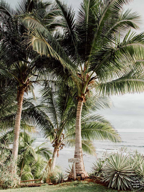 Palm trees at beach path entrance in Costa Rica. Palm tree beach print at The Sunset Shop by Samba to the Sea.