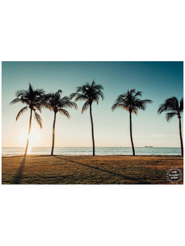 Palm trees at the beach in Costa Rica. Photographed by Samba to the Sea for The Sunset Shop.