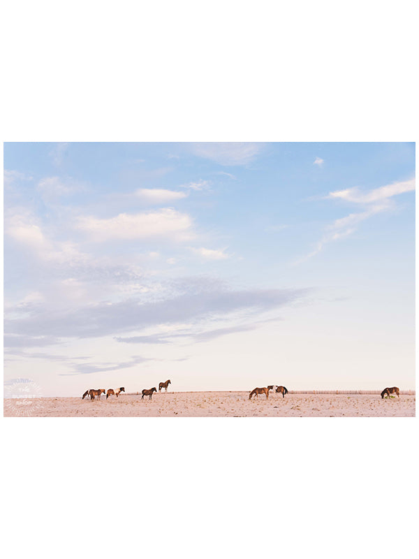 Because there&#39;s just something magical waking up early to watch sunrise at the beach, especially when there are wild horses on the beach! Wild horses on the sand dunes in Assateague Island, MD during sunrise. Photographed by Kristen M. Brown, Samba to the Sea.