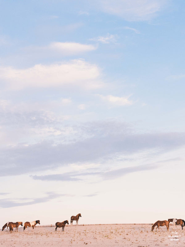 Because there's just something magical waking up early to watch sunrise at the beach, especially when there are wild horses on the beach! Wild horses on the sand dunes in Assateague Island, MD during sunrise. Photographed by Kristen M. Brown, Samba to the Sea.