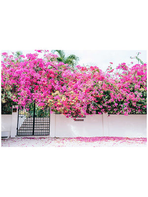 Vibrant Bougainvillea blooming over a white wall and black iron gate. You can’t help but smell the ocean air and feel the warmth of the sun on your skin with one glance at this gorgeous blooming Bougainvillea in vibrants shades of pink, magenta, and yellow. Welcome back to your tropical paradise. "Bloom Baby Bloom" blooming Bougainvillea print by Samba to the Sea.