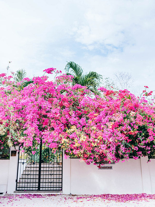 Vibrant Bougainvillea blooming over a white wall and black iron gate. You can’t help but smell the ocean air and feel the warmth of the sun on your skin with one glance at this gorgeous blooming Bougainvillea in vibrants shades of pink, magenta, and yellow. Welcome back to your tropical paradise. "Bloom Baby Bloom" blooming Bougainvillea print by Samba to the Sea.