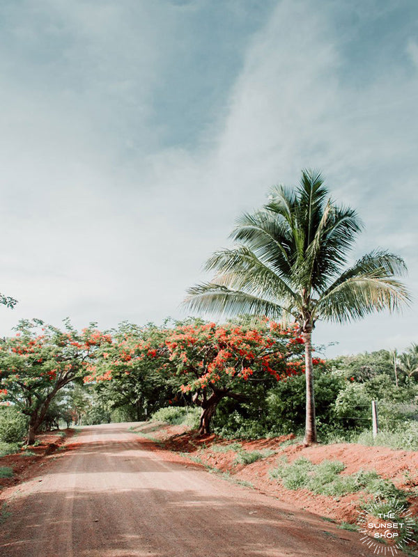 Dirt road adventures in Costa Rica. Malinche trees in bloom with red flowers in Costa Rica. Print at The Sunset Shop by Samba to the Sea.