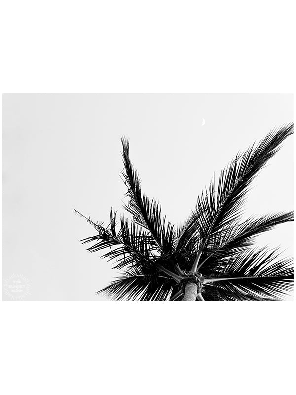 white palm tree silhouette