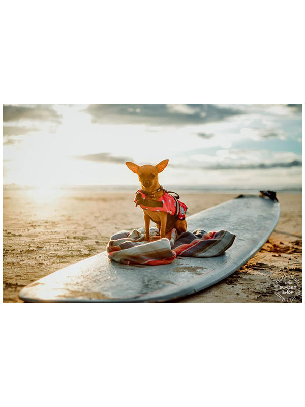 Gidget Goes Surfing in Tamarindo Costa Rica! Photo of Gidget the Chihuahua sitting on a surfboard on the beach in Tamarindo Costa Rica during sunset. Gidget is sitting on a Faherty Brand poncho and Wingnut Noserider surfboard and wearing a pink polka dog dog life vest.