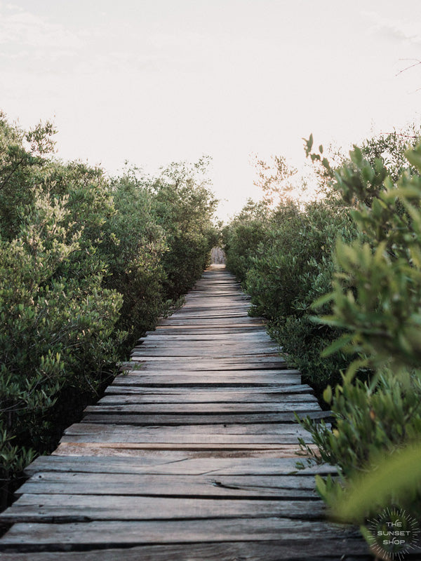 Because there's quite like taking the scenic route with your bare feet. Now close your eyes and imagine it's you, your surfboard, and your surf buddies walking through this dreamy mangrove boardwalk path to the beach to catch perfect waves in Costa Rica. It's time to go on your next adventure. Mangrove beach boardwalk path print "Gone Adventuring" by Samba to the Sea.
