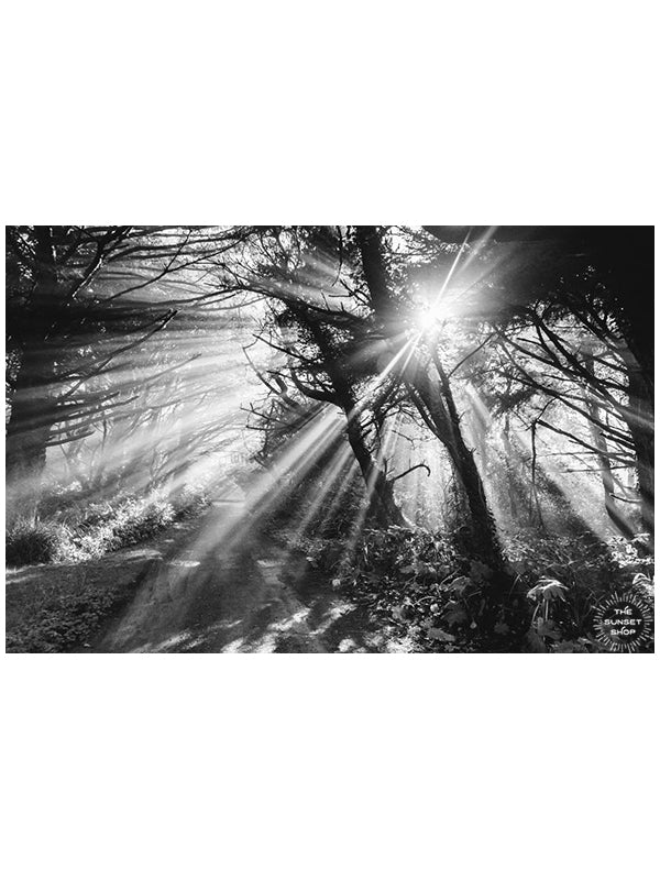 Sun beaming through trees on a beach path on the Oregon Coast. Into the Mystic black and white sun beam beach path print by Samba to the Sea at The Sunset Shop.