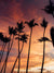 Beautiful palm tree silhouette pink sunset in Costa Rica. Photographed by Samba to the Sea for The Sunset Shop.