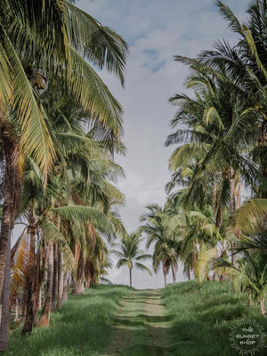 Dirt road lined with palm trees in Costa Rica. Palm tree print at The Sunset Shop by Samba to the Sea.