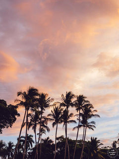 Palm Tree Dreaming