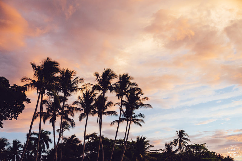 Beautiful palm tree silhouette with a cotton candy pink sunset sky in Costa Rica. Photographed by Samba to the Sea for The Sunset Shop.