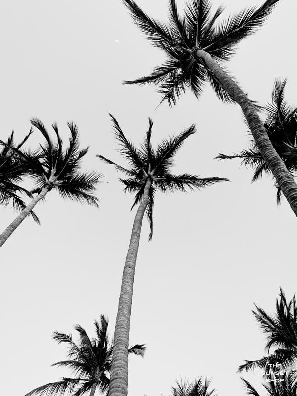 Palm Trees and 80 Degrees black and white palm trees print by Kristen M. Brown, Samba to the Sea for The Sunset Shop.