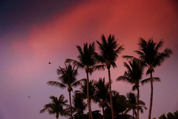 Beautiful palm tree silhouette pink sunset in Costa Rica. Photographed by Samba to the Sea for The Sunset Shop.