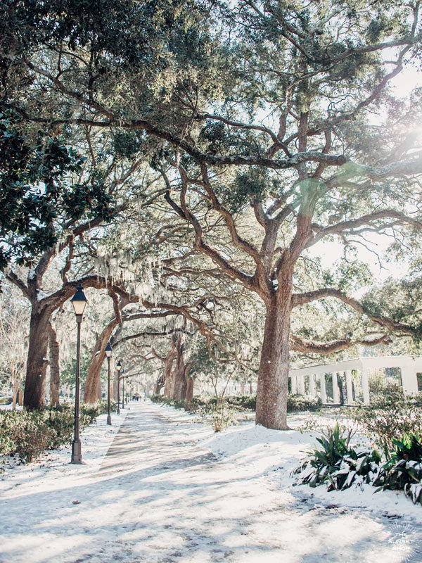 Snow on Oak trees in Forsyth Park, Savannah. Sprinkle a dusting of snow on Savannah and you get just pure magic. Experience the lowcountry winter wonderland with &quot;Savannah Snowday&quot;, a super rare snow fall in Savannah, Georgia. Rare as in it had not snowed in Savannah in almost 30 years! Photographed by Kristen M. Brown, Samba to the Sea for The Sunset Shop.