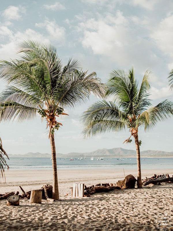 Beach palm trees in Costa Rica. Beach print at The Sunset Shop by Samba to the Sea.