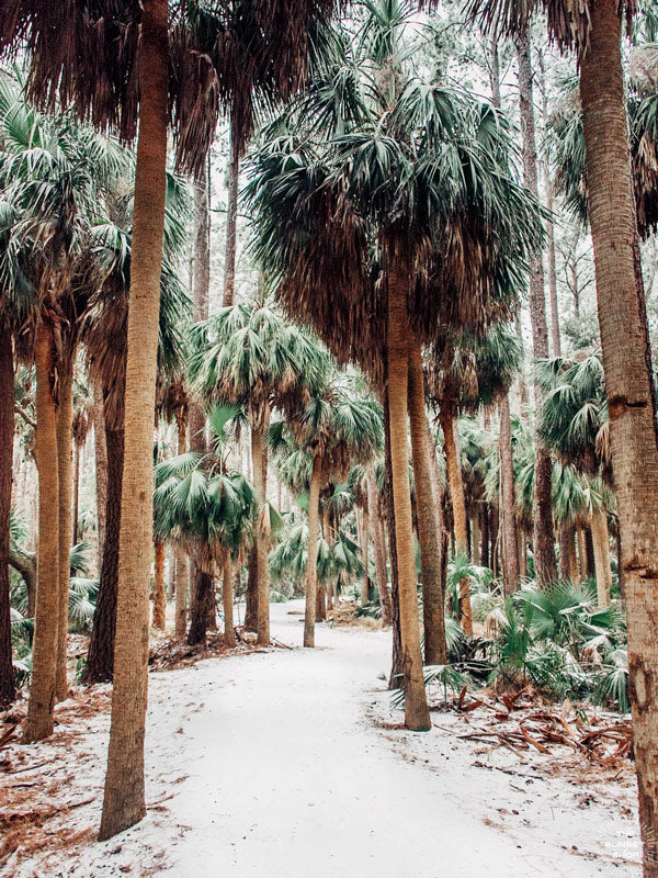 Snow on wild palm trees in Savannah. Sprinkle a dusting of snow on Savannah and you get just pure magic. Experience the lowcountry winter wonderland with &quot;Snow Palms&quot;, a super rare snow fall in Savannah, Georgia. Rare as in it had not snowed in Savannah in almost 30 years! Photographed by Kristen M. Brown, Samba to the Sea for The Sunset Shop.