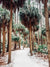 Snow on wild palm trees in Savannah. Sprinkle a dusting of snow on Savannah and you get just pure magic. Experience the lowcountry winter wonderland with "Snow Palms", a super rare snow fall in Savannah, Georgia. Rare as in it had not snowed in Savannah in almost 30 years! Photographed by Kristen M. Brown, Samba to the Sea for The Sunset Shop.