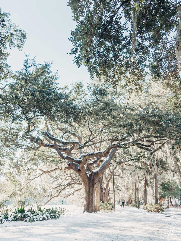 Snow on Oak trees in Forsyth Park, Savannah. Sprinkle a dusting of snow on Savannah and you get just pure magic. Experience the lowcountry winter wonderland with &quot;Savannah Snowday&quot;, a super rare snow fall in Savannah, Georgia. Rare as in it had not snowed in Savannah in almost 30 years! Photographed by Kristen M. Brown, Samba to the Sea for The Sunset Shop.