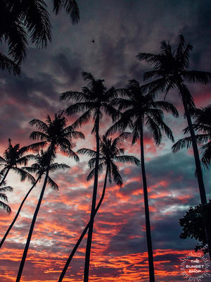 Palm tree sunset sky in Costa Rica. Photographed by Samba to the Sea for The Sunset Shop.