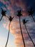 Sunset palm tree silhouette sky in Costa Rica. Photographed by Samba to the Sea for The Sunset Shop.
