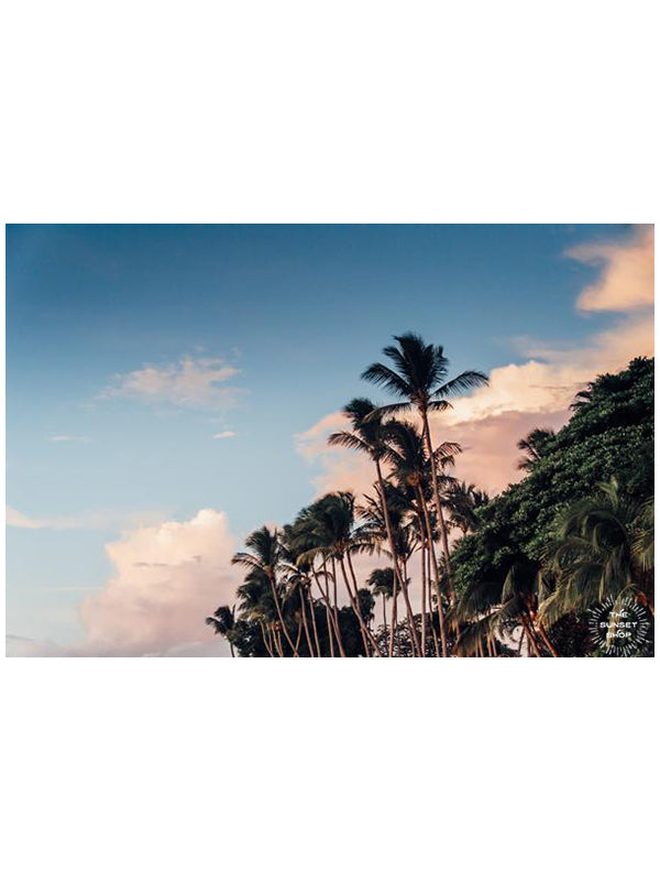 Beach palm trees in Costa Rica. Palm Tree print at The Sunset Shop by Samba to the Sea.