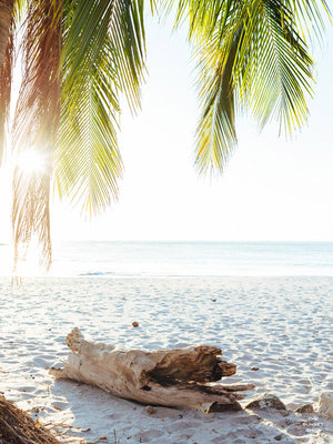Beach palm trees and driftwood in Costa Rica. "Via Paradise" beach print at The Sunset Shop by Samba to the Sea.