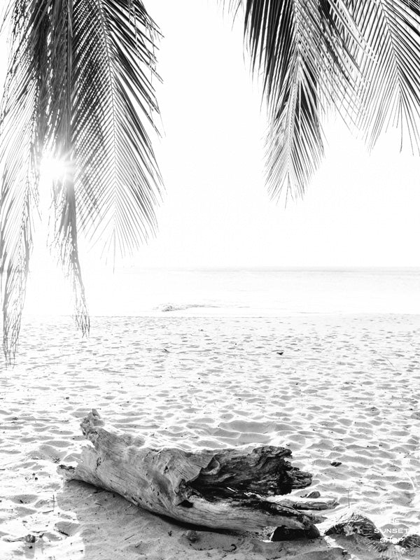 You can’t help but smell the ocean air and feel the warmth of the sun on your skin with one glance at this gorgeous driftwood log under a swaying palm trees at the beach in Costa Rica. Welcome back to your tropical paradise. "Via Paradise" black and white beach palm tree print by Samba to the Sea.