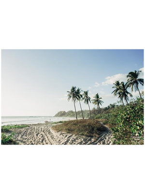 Palm trees at the beach in Nosara Costa Rica (Playa Guiones). Photographed by Samba to the Sea for The Sunset Shop.