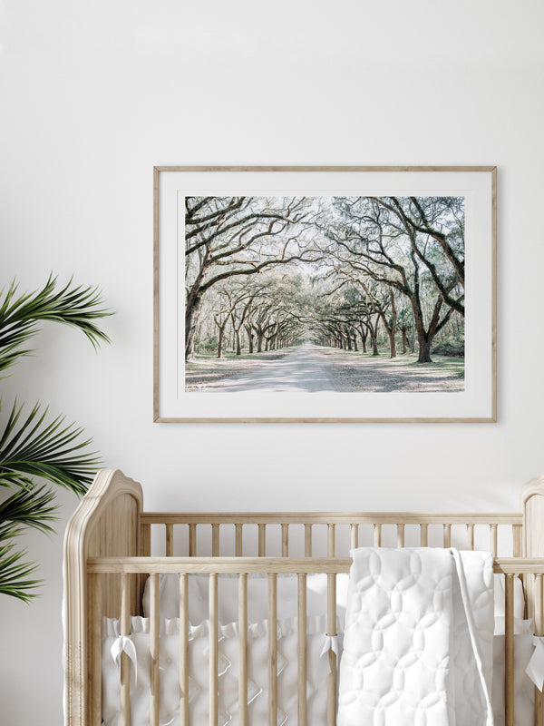 https://thesunsetshop.com/cdn/shop/products/Wormsloe-Savannah-Georgia-Photography-Print-Live-Oak-Tree-Drivewaway-Samba-to-the-Sea-Kristen-M-Brown-Sx600_1600x.jpg?v=1697645531